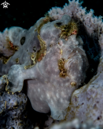 A Antennarius pictus | Painted frogfish