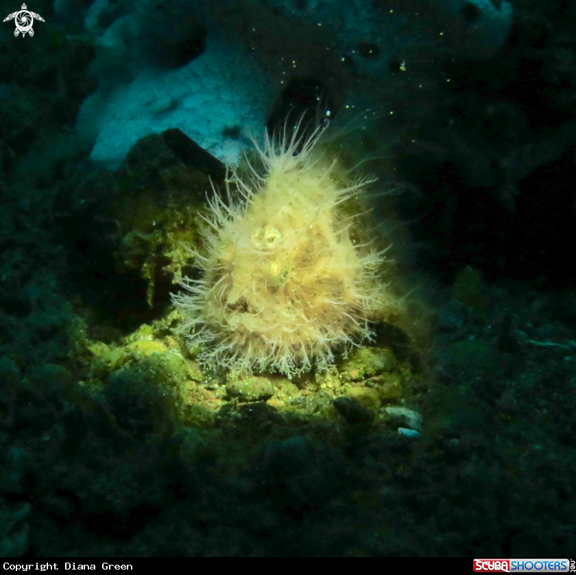 A Hairy Frog Fish