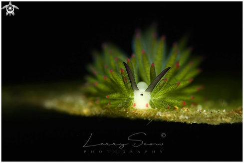 A Sheep Nudi | Costasiella Kuroshimae