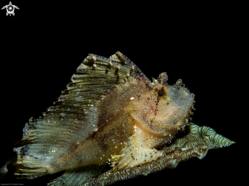 A Taenianotus Tricanhus | Leaf Fish