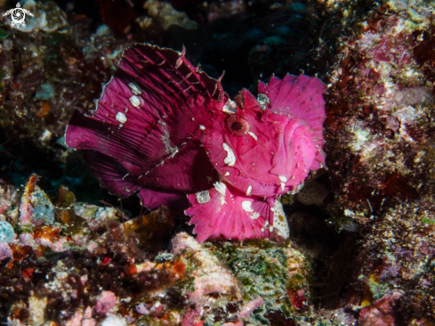 A Leaf Fish