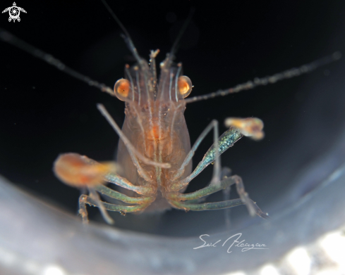 A Sponge Coral Shrimp 