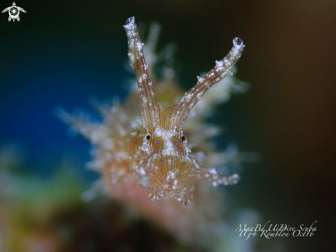 A Stylocheilus striatus | Sea Hare