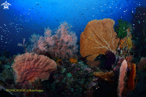 A Gorgonian