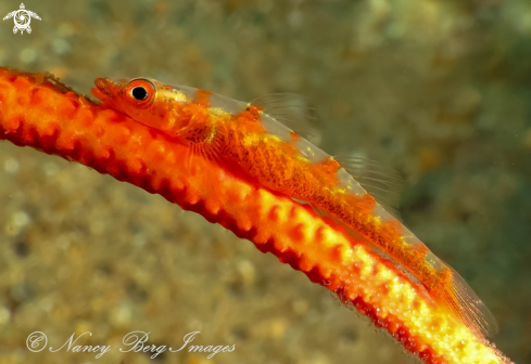 A Ghost Goby