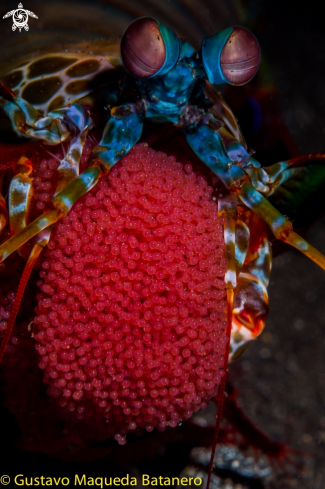 A Mantis shrimp with eggs