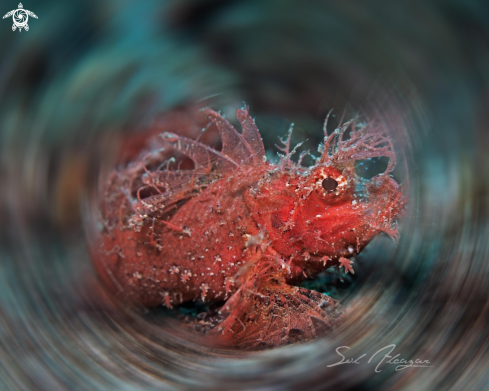 A ambon scorpionfish