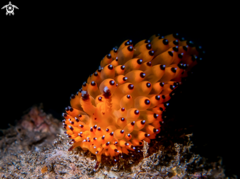 A Nudibranch