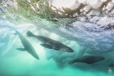 A Arctocephalus pusillus | Cape Fur Seals