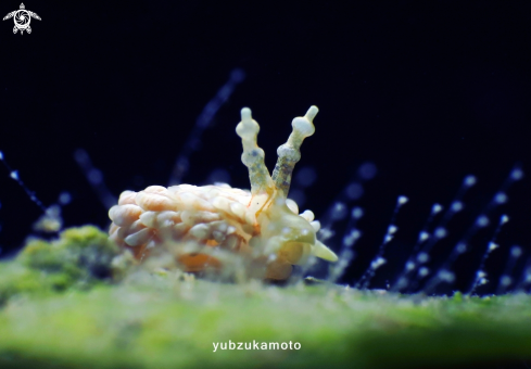 A Facelina Nudibranch