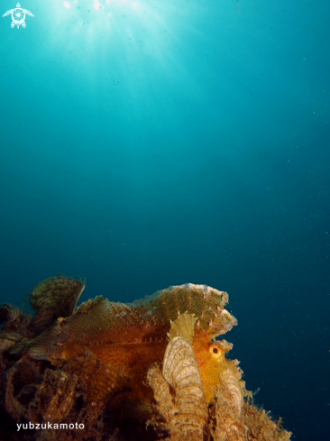 A Leaf Fish