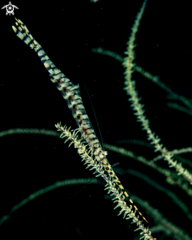 A Tozeuma armatum | Sawblade shrimp