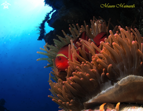 A Clownfish