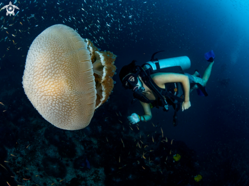 A Thysanostoma thysanura | Jellyfish