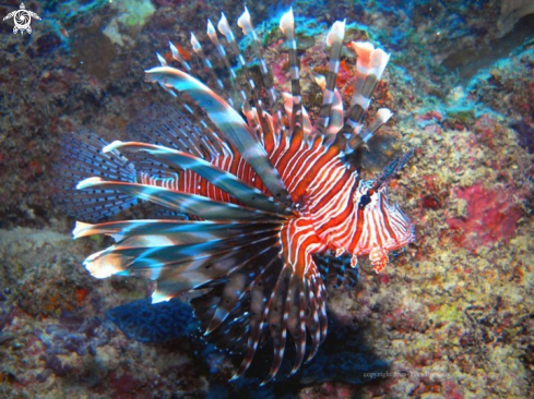 A Lionfish