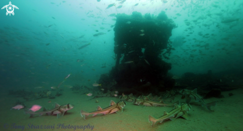 A Heterodontus portusjacksoni | Port Jackson sharks