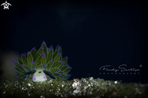 A Costasiella | Sheep Nudi