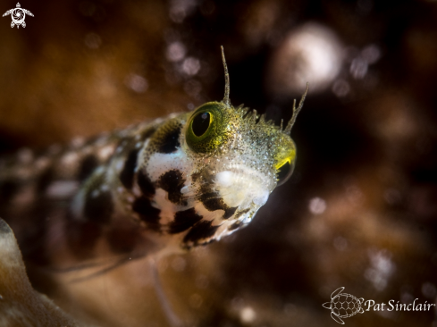 A SpinyHead Blenny