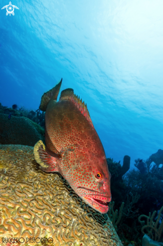 A Cephalopholis cruentata | Grouper