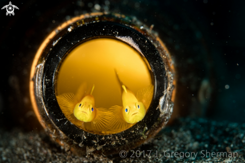 A Pygmy Lemon Gobies