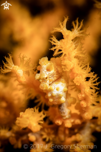 A Yellow Pygmy Seahorse