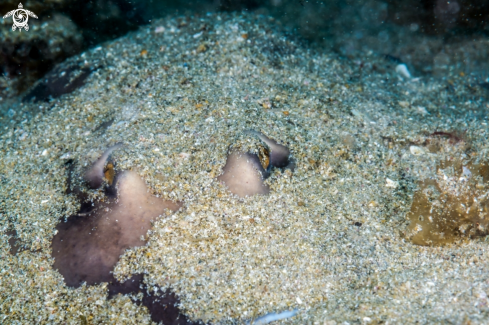 A Sepia stingray 