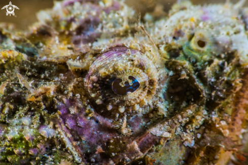 A Scorpaenopsis neglecta Heckel, 1837 | Yellowfin scorpionfish