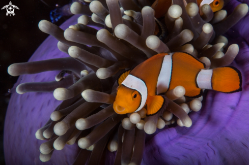 A Anemone fish