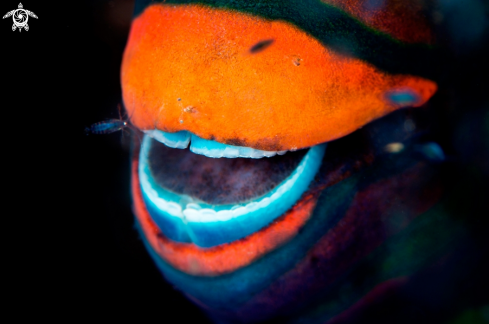 A Swarthy Parrotfish