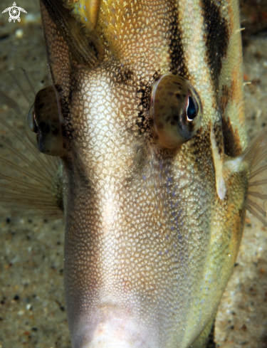 A Leatherjacket