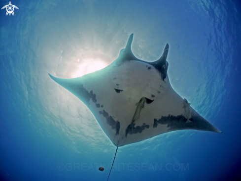 A Oceanic Manta Ray