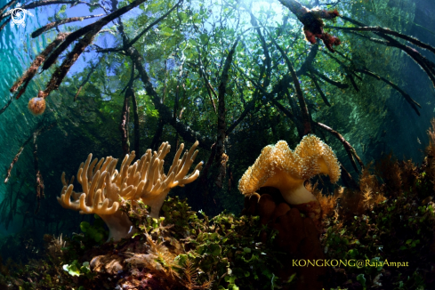 A Mangrove with coral