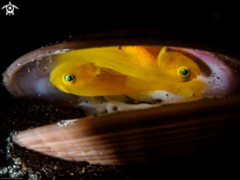 A Goby | Goby