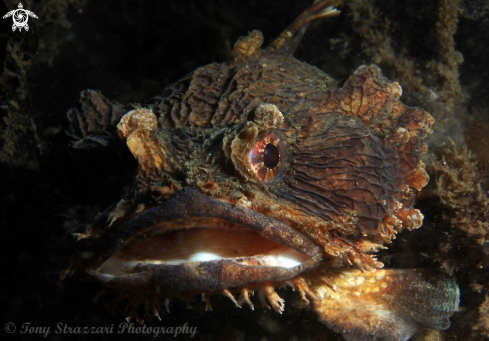 A Batrachomoeus dubius | Eastern frogfish