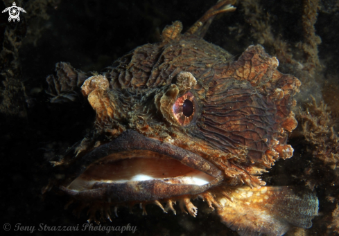 A Eastern frogfish