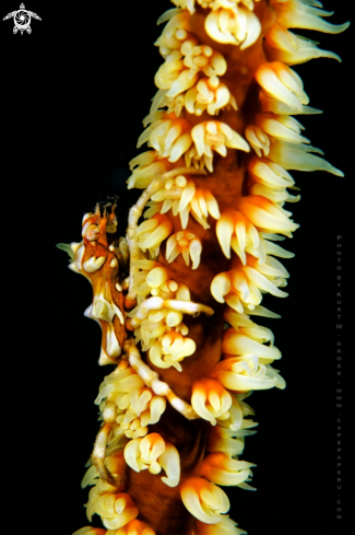 A Xenocarcinus tuberculatus | Xeno crab