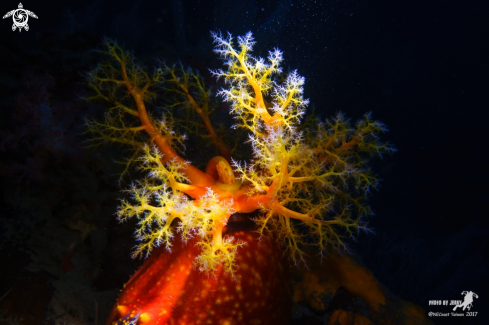 A Pseudocolochirus | Sea Apple