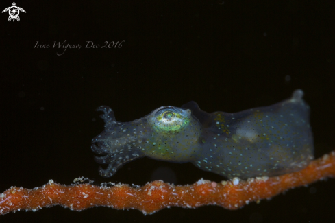 A pigmy squid | pigmy squid