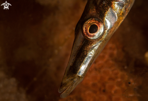 A Fifteen spined stickleback