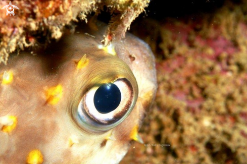 A Puffer fish