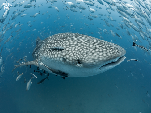 A Rhincodon typus | Whale Shark