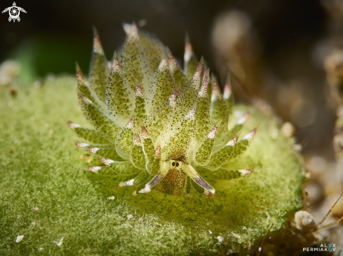 A Nudibranch