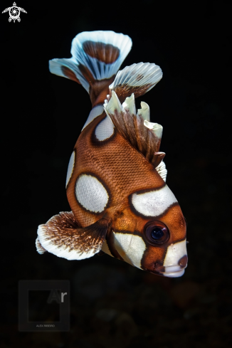 Juvenile Arlequin Sweetlips