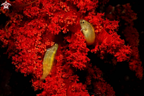 A reef fish