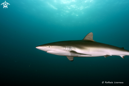 A Silky shark