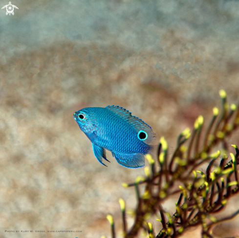 A Promacentrus burroughi | Demoiselle