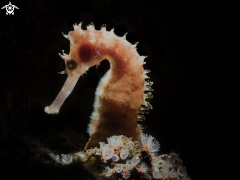 A Thorny Seahorse