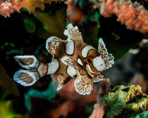 A Plectorhinchus vittatus | Sweetlips juv