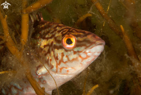 A Wrasse