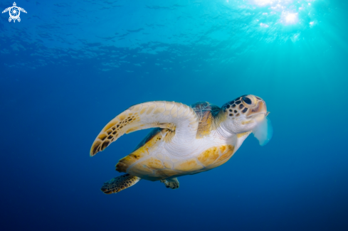 A Chelonia mydas | Green Sea Turtle